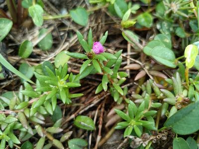 Portulaca pilosa, photographed by 五色鳥