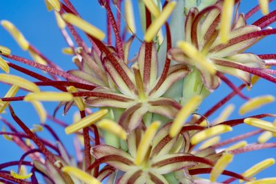 Agave lechuguilla, photographed by Michelle W. （鍾偉瑋）
