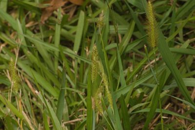 Setaria parviflora, photographed by Kevin Faccenda