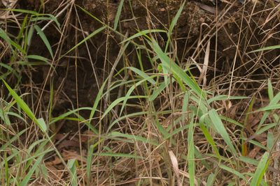 Melinis minutiflora, photographed by Kevin Faccenda