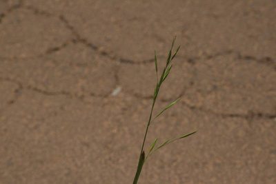 Bromus catharticus, photographed by Kevin Faccenda