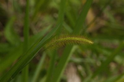 Setaria parviflora, photographed by Kevin Faccenda