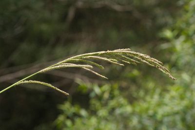 Paspalum urvillei, photographed by Kevin Faccenda