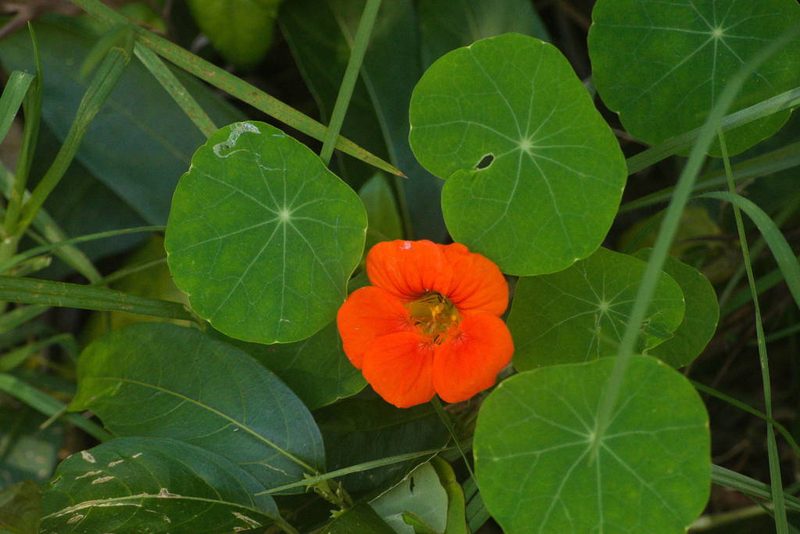 Tropaeolum majus, photographed by Kevin Faccenda