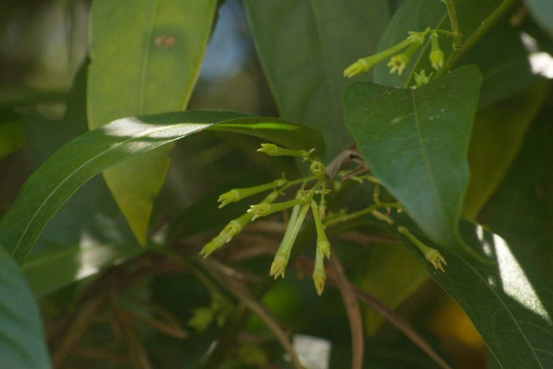Cestrum nocturnum, photographed by Kevin Faccenda