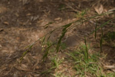 Bromus catharticus, photographed by Kevin Faccenda