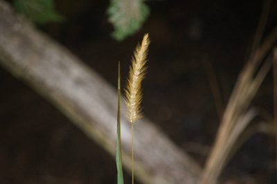 Setaria parviflora, photographed by Kevin Faccenda