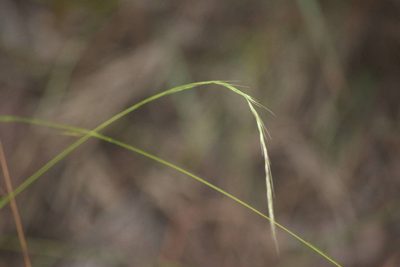 Microlaena stipoides