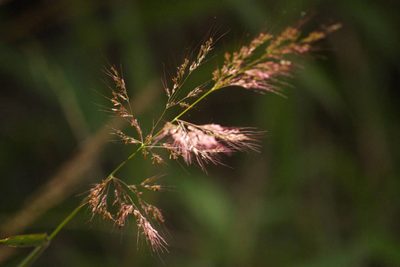 Melinis minutiflora, photographed by Kevin Faccenda