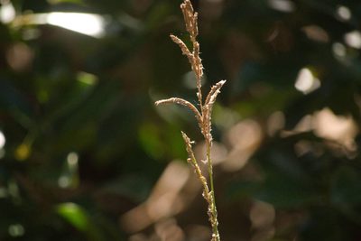 Paspalum urvillei, photographed by Kevin Faccenda