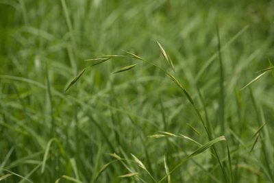 Bromus catharticus, photographed by Kevin Faccenda