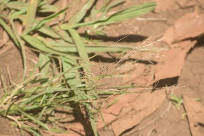Eragrostis tenuifolia, photographed by Kevin Faccenda