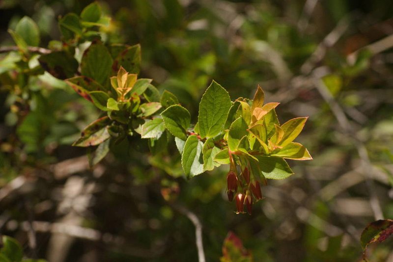 Vaccinium dentatum, photographed by Kevin Faccenda