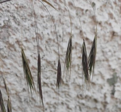 Bromus sterilis, photographed by KAnatoliy