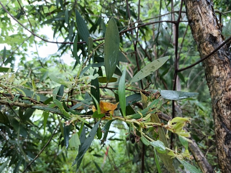 Acacia confusa, photographed by 五色鳥