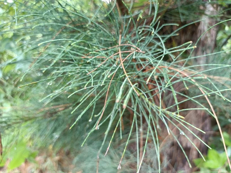 Casuarina equisetifolia, photographed by 五色鳥