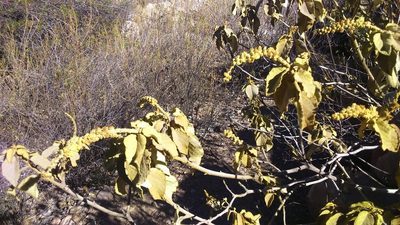 Croton ruizianus, photographed by cstobie
