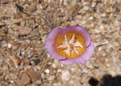 Calochortus plummerae, photographed by velodrome