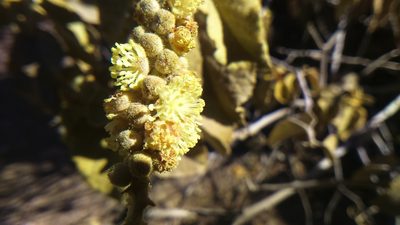 Croton ruizianus, photographed by cstobie