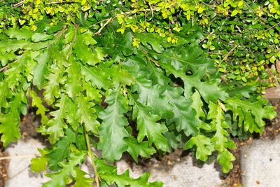 Quercus cerris, photographed by Andrew Skotnicki