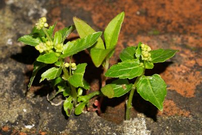 Mercurialis annua, photographed by Andrew Skotnicki