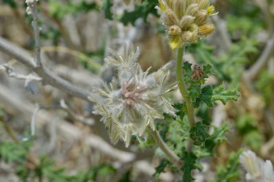 Cevallia sinuata