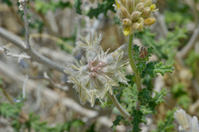 Cevallia sinuata, photographed by Michelle W. （鍾偉瑋）