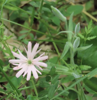 Silene hookeri, photographed by John Hibbard