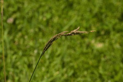 Paspalum urvillei, photographed by Kevin Faccenda
