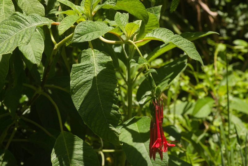 Fuchsia boliviana, photographed by Kevin Faccenda
