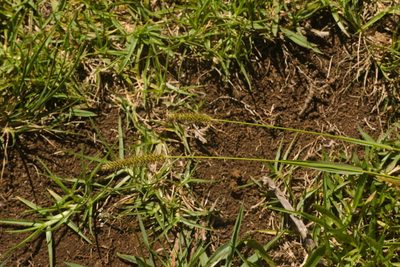 Setaria parviflora, photographed by Kevin Faccenda
