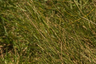 Eragrostis tenuifolia, photographed by Kevin Faccenda