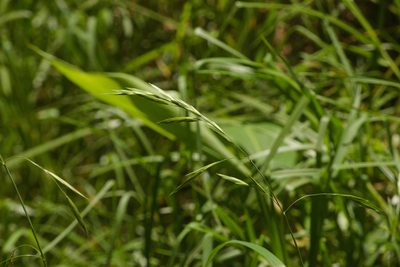 Bromus catharticus, photographed by Kevin Faccenda