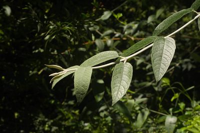 Buddleja davidii