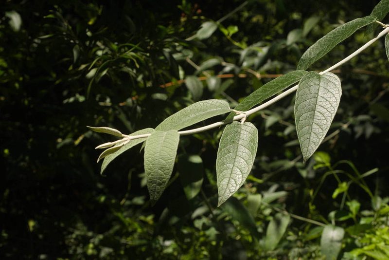 Buddleja davidii, photographed by Kevin Faccenda