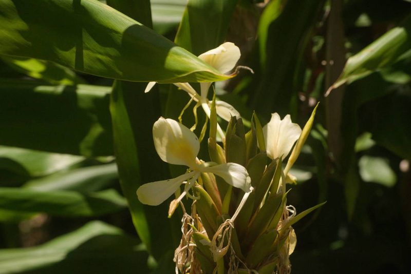 Hedychium flavescens, photographed by Kevin Faccenda