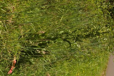 Rumex crispus, photographed by Kevin Faccenda