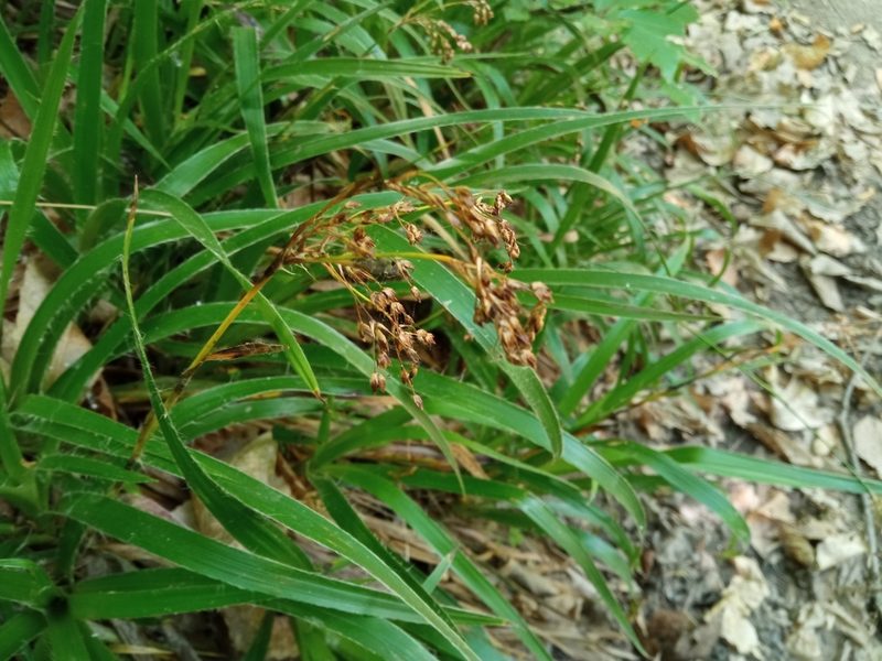 Luzula sylvatica, photographed by Josep Gesti