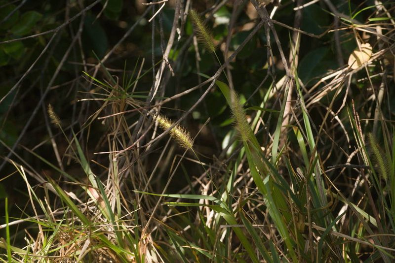 Setaria parviflora, photographed by Kevin Faccenda