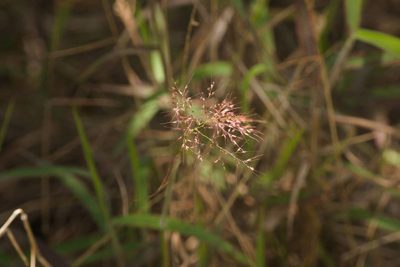 Melinis minutiflora, photographed by Kevin Faccenda