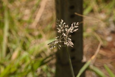 Holcus lanatus, photographed by Kevin Faccenda