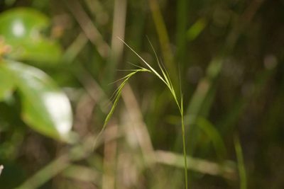 Microlaena stipoides, photographed by Kevin Faccenda