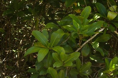 Corynocarpus laevigatus, photographed by Kevin Faccenda