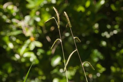 Paspalum dilatatum, photographed by Kevin Faccenda
