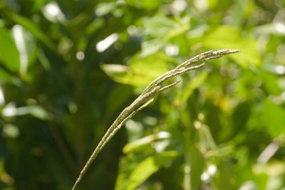 Paspalum urvillei, photographed by Kevin Faccenda