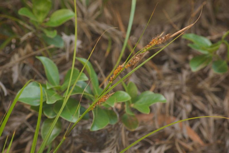 Carex wahuensis, photographed by Kevin Faccenda