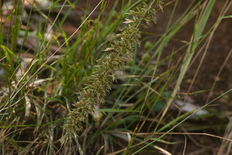 Eragrostis variabilis, photographed by Kevin Faccenda