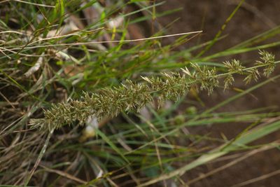 Eragrostis variabilis, photographed by Kevin Faccenda