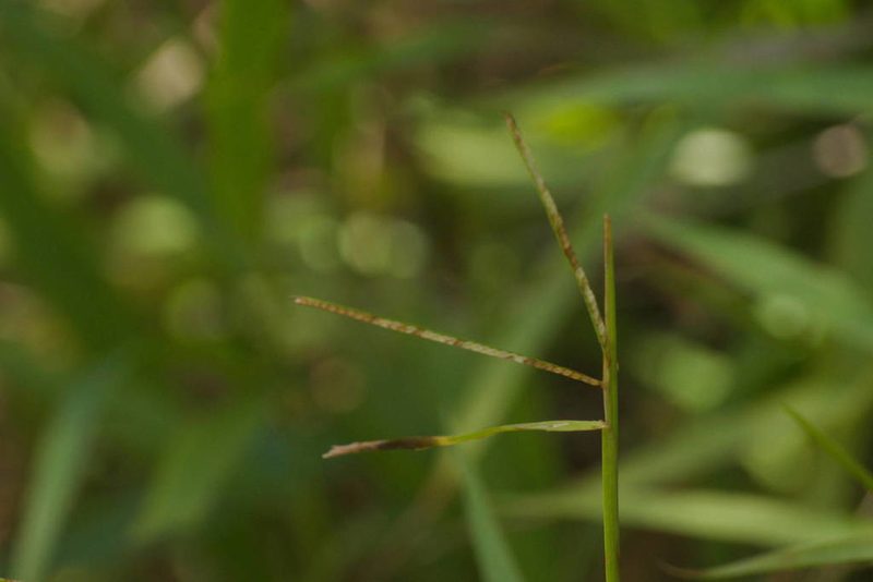 Paspalum conjugatum, photographed by Kevin Faccenda
