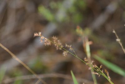 Melinis repens, photographed by Kevin Faccenda